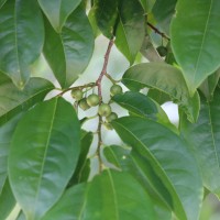 Margaritaria indica (Dalzell) Airy Shaw